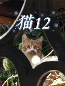 猫12最新章节